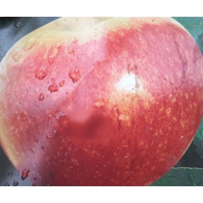 Malus Domestica Annurca (Apple Tree) - image 1