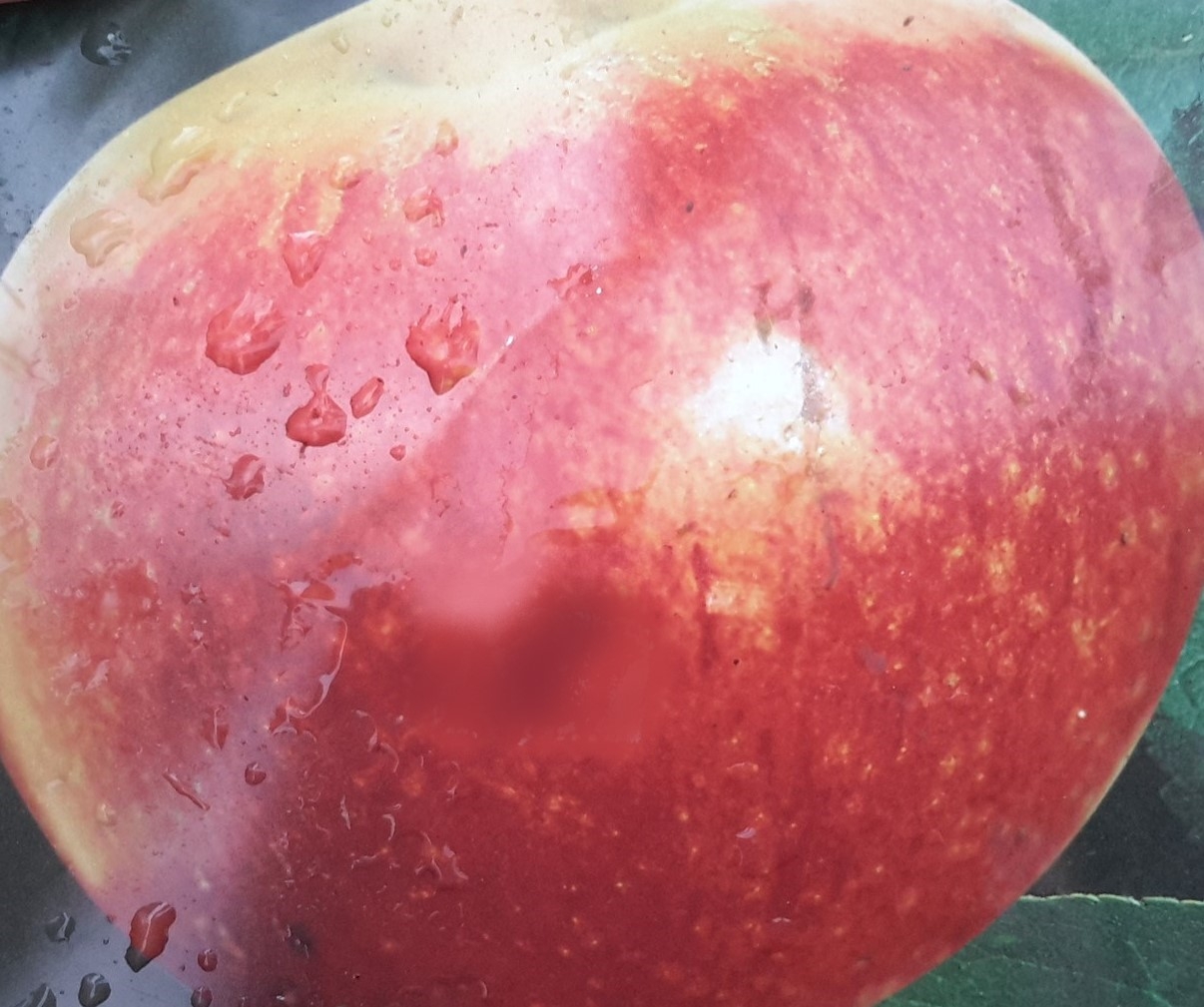 Malus Domestica Annurca (Apple Tree) Windlestone Nursery & Garden