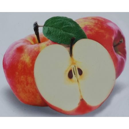 Malus Domestica Cox's Orange Pippin Dwarf  (Apple Tree)