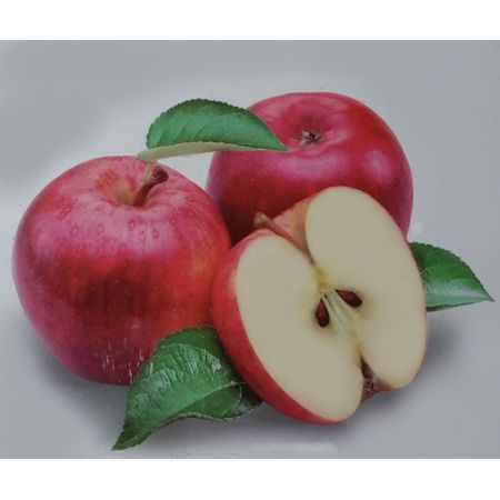 Malus Domestica Discovery Dwarf (Apple Tree)