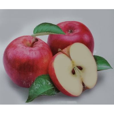 Malus Domestica Discovery Dwarf (Apple Tree)