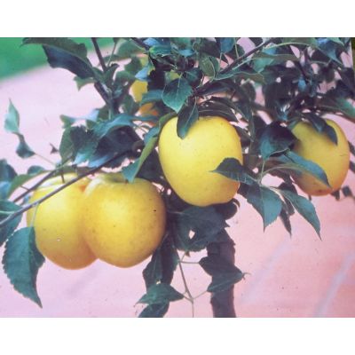 Malus Domestica Dwarf (Apple Tree)