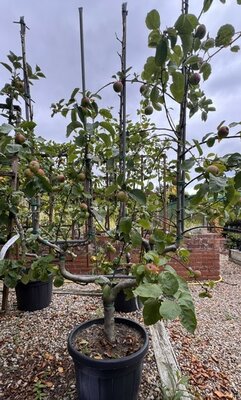Malus - Domestica 'Fuji' 60L Espalier Double U frame 170cmx85cm