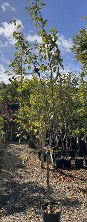 Malus Domestica Fuji (Apple Tree) dwarf 1/4 std 10L