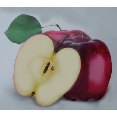 Malus Domestica Gloster Dwarf (Apple Tree)