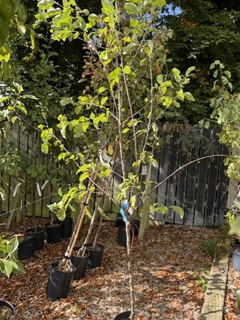 Malus Domestica Golden Delicious  (Apple Tree)  1/4 std 10L