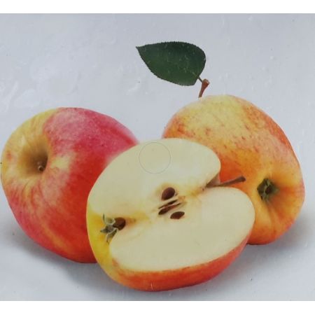 Malus Domestica Golden Pearmain Dwarf (Apple Tree)