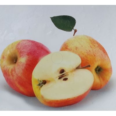 Malus Domestica Golden Pearmain Dwarf (Apple Tree)