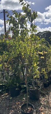 Malus Domestica Granny Smith (Apple Tree) 1.2 std 15L