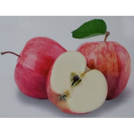 Malus Domestica Gravenstein Dwarf  (Apple Tree)