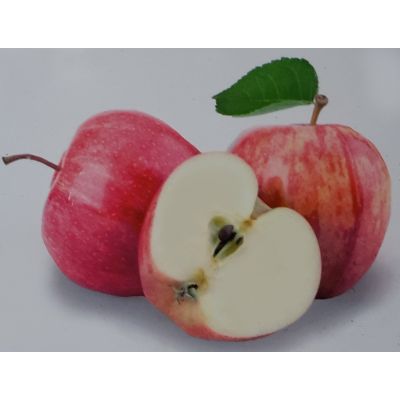 Malus Domestica Gravenstein Dwarf  (Apple Tree)