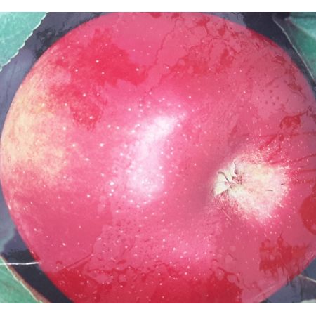 Malus Domestica Imperatore (Apple Tree) - image 1