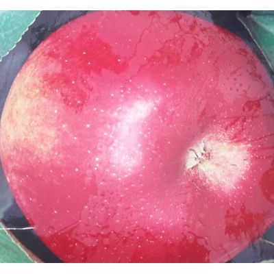 Malus Domestica Imperatore (Apple Tree)