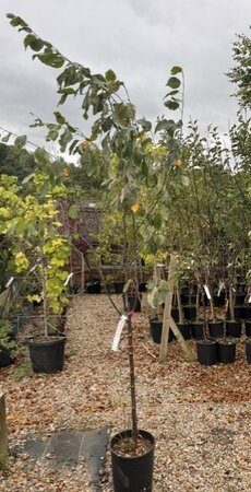 Malus Domestica 'Red Love' Dwarf  (Apple Tree) 1/2 std 10L