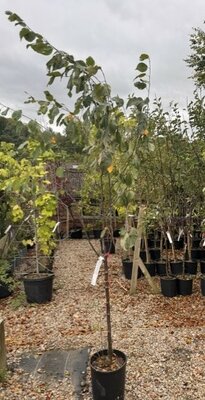 Malus Domestica 'Red Love' Dwarf  (Apple Tree) 1/2 std 10L