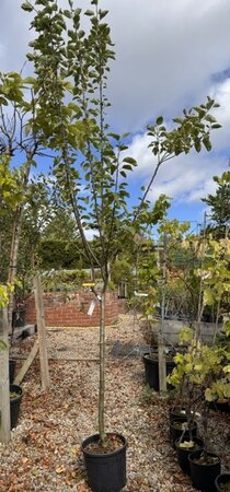 Malus Domestica 'Reine De Reinettes' (Apple Tree)1/2 std 15L
