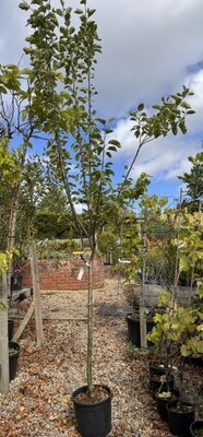 Malus Domestica 'Reine De Reinettes' (Apple Tree)1/2 std 15L