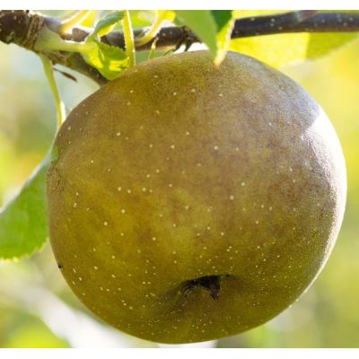 Malus Domestica Renatta du Canada (Apple Tree)