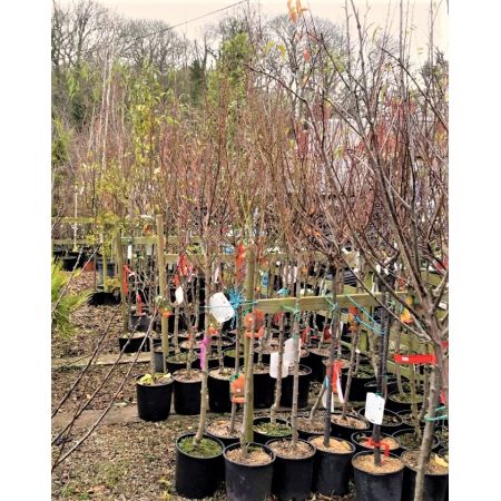 Malus Domestica Renatta du Canada (Apple Tree) - image 2