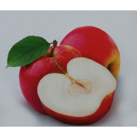 Malus Domestica Rode Boskoop Dwarf (Apple Tree)