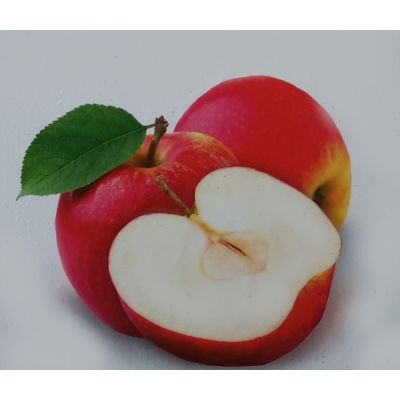 Malus Domestica Rode Boskoop Dwarf (Apple Tree)