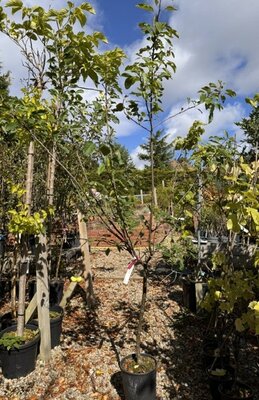 Malus Domestica 'Royal Gala' Dwarf (Apple Tree) 1/4 std 10L