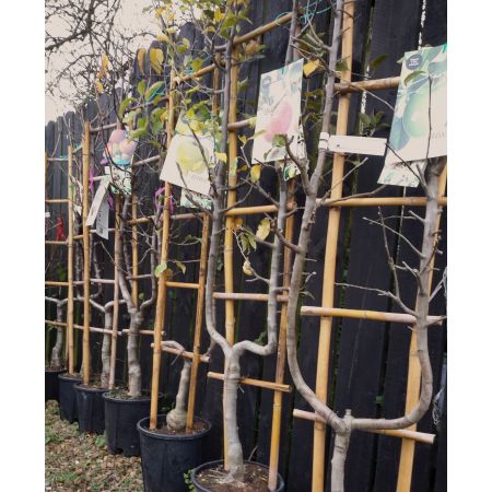 Malus Domestica Starking Red Delicious (Apple Tree) 1/4 Std 10L