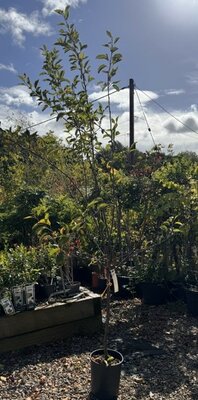 Malus Domestica Starking Red Delicious (Apple Tree) 1/4 Std 10L
