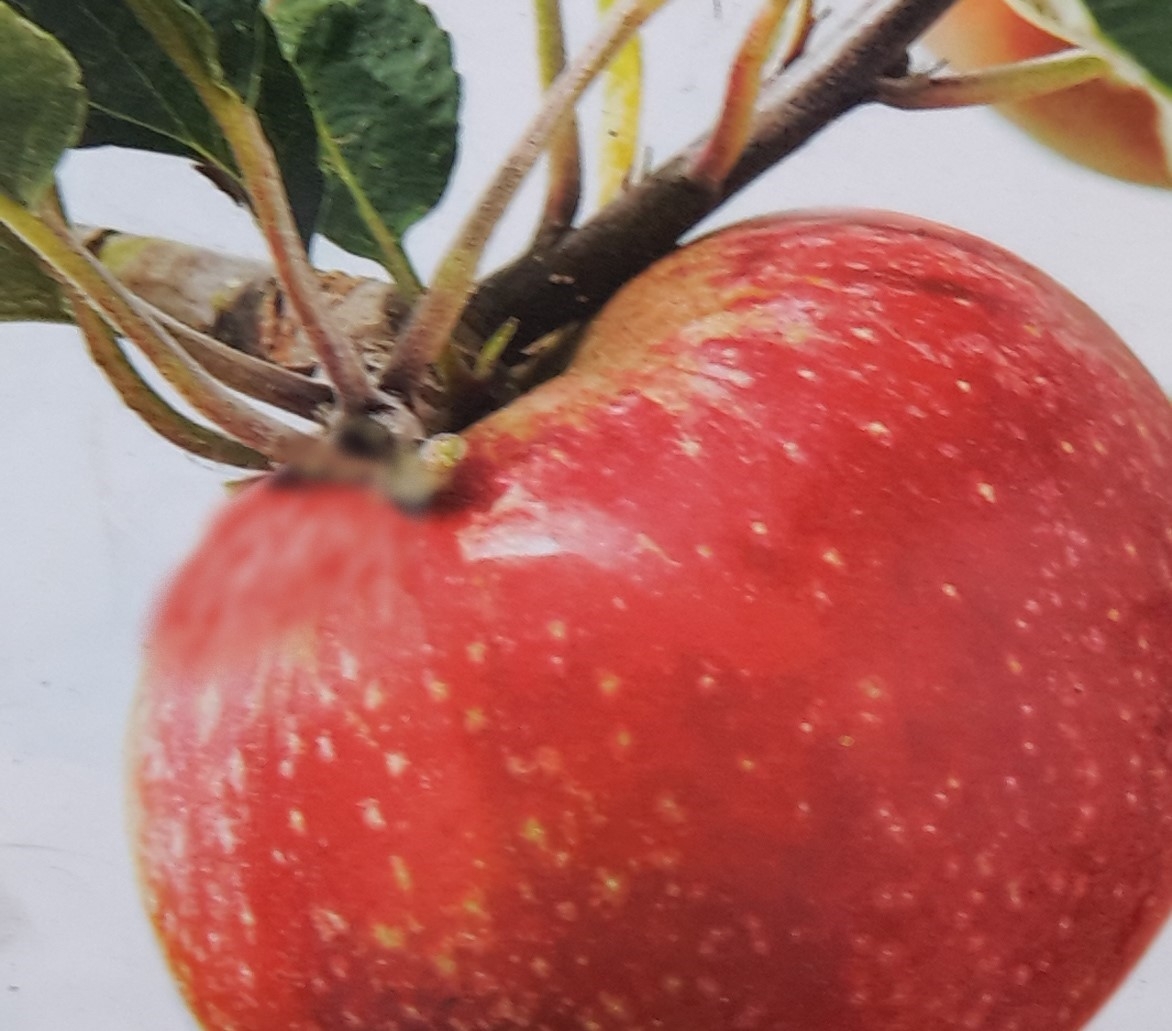 Malus Domestica Starking Red Delicious (Apple Tree) Windlestone