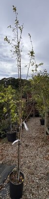 Malus Evereste  (Crab Apple Tree) - 1.2std - 12L - 90cm clear stem