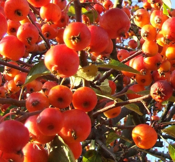 Malus Evereste (Crab Apple Tree) High Std 30L 180cm clear stem