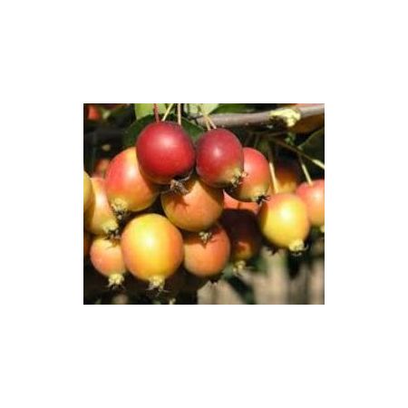 Malus Florabunda - Light foliage - (Crab Apple)