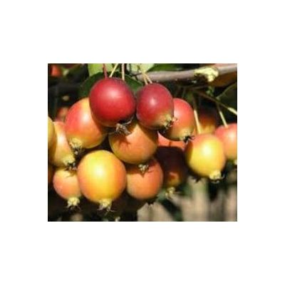 Malus Florabunda - Light foliage -  (Crab Apple)