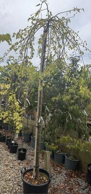 Malus Red Jade Pendula (Weeping Crab Apple Tree) - High Std - 35L - 200cm clear stem