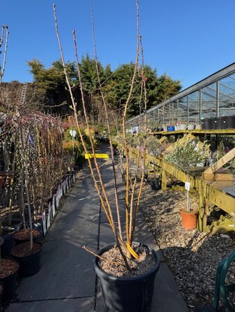 Malus Red Sentinel (Crab Apple) feathered- 35L