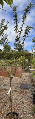Malus x Robusta  'Red Sentinel' 1/2 std 12L