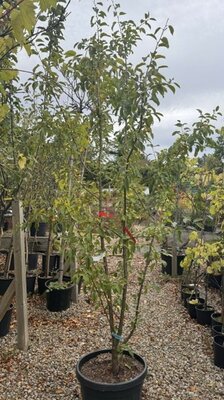 Malus x Robusta  'Red Sentinel'  45L