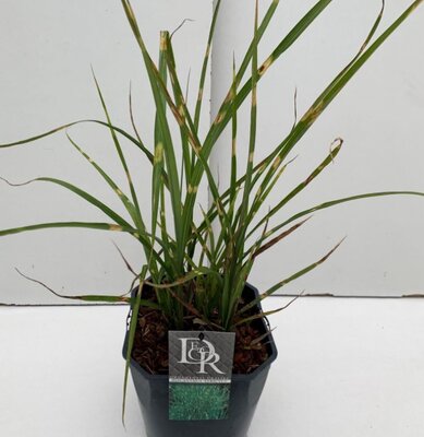 Miscanthus Sinensis Strictus Dwarf - 9L
