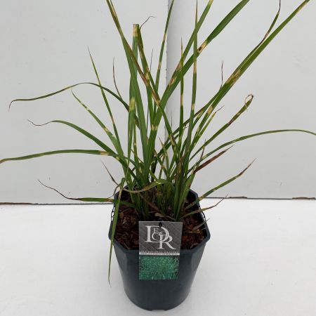 Miscanthus Sinensis Zebrinus 2L