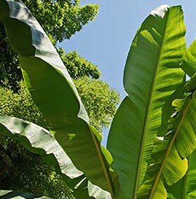 Musa Basjoo (Banana Plant) - 20L - 250cm