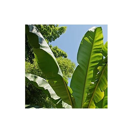 Musa Basjoo (Banana Plant) - 9L - image 1