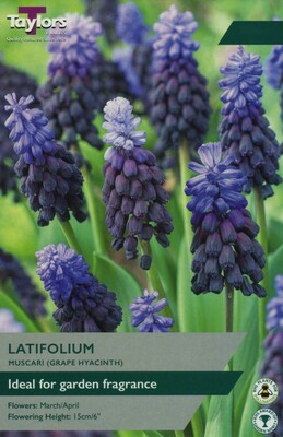 Muscari Latifolium