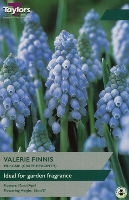 Muscari Valerie Finnis