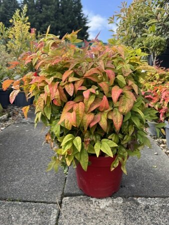 Nandina Domestica Blush Pink 10L  (Heavenly Bamboo)