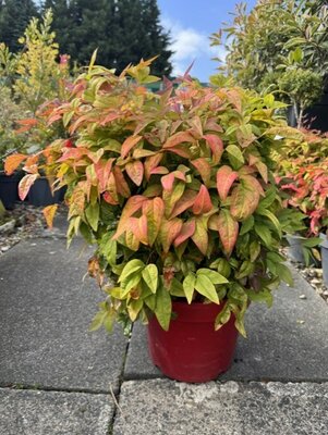 Nandina Domestica Blush Pink 10L (Heavenly Bamboo)