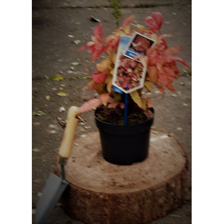 Nandina Domestica Blush Pink 2L  (Heavenly Bamboo)