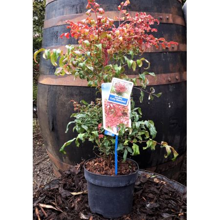 Nandina Domestica Curly Obsessed 2L  (Heavenly Bamboo)