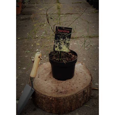 Nandina Domestica Filamentosa 2L (Heavenly Bamboo)