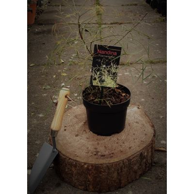 Nandina Domestica Filamentosa 2L (Heavenly Bamboo)