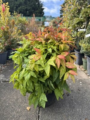 Nandina Domestica Fire Power - 10L
